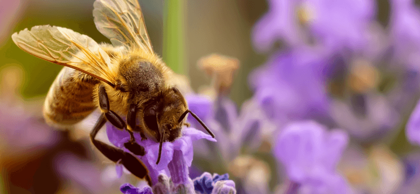 一只蜜蜂在一朵紫色的花上的特写